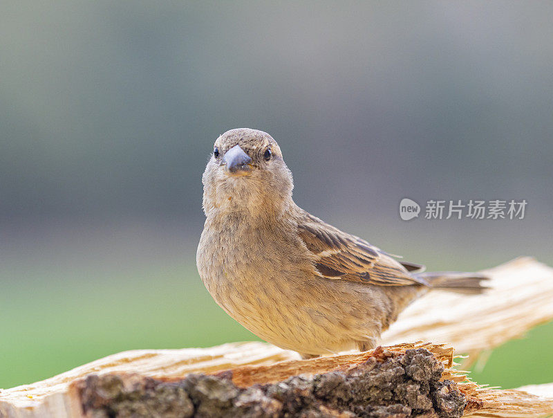 近距离的雌麻雀