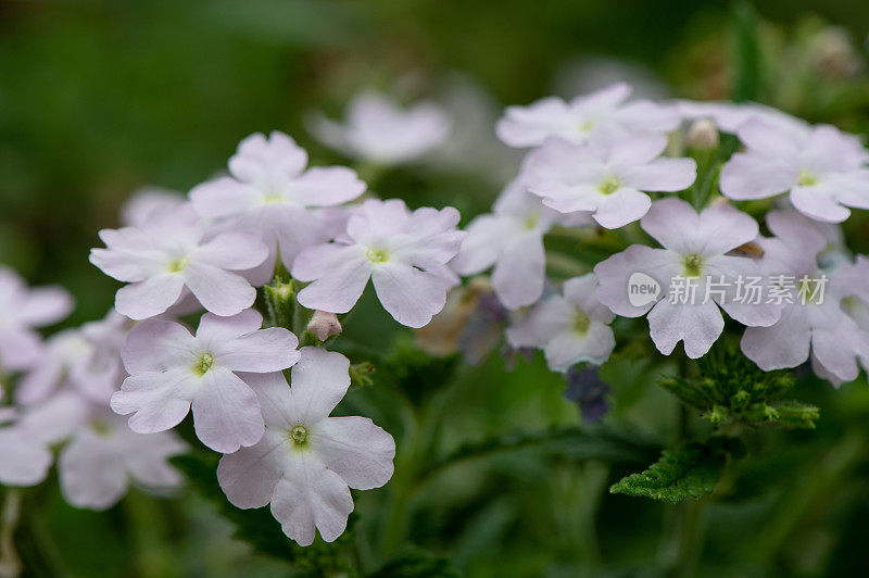 紫花花园背景