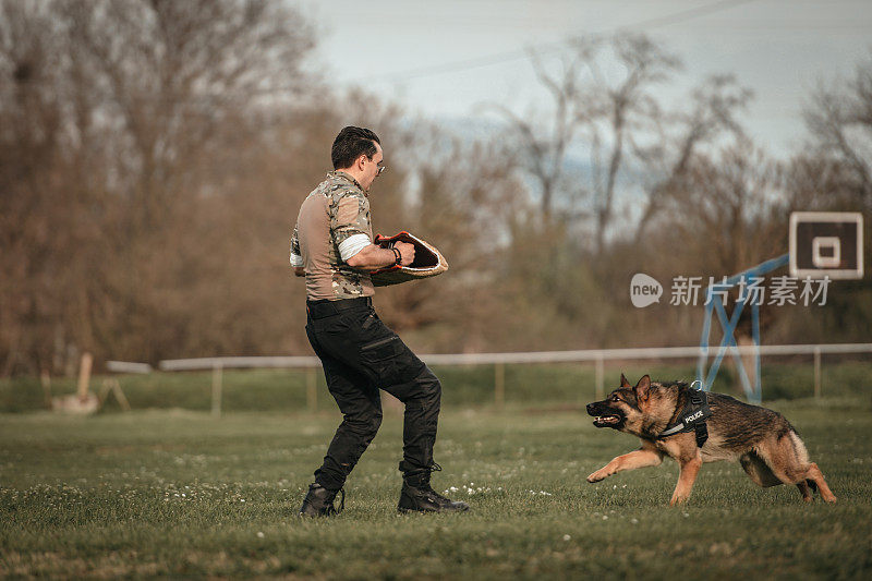 德国牧羊犬好斗的狗训练服从