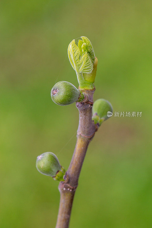 树上的绿无花果(无花果)