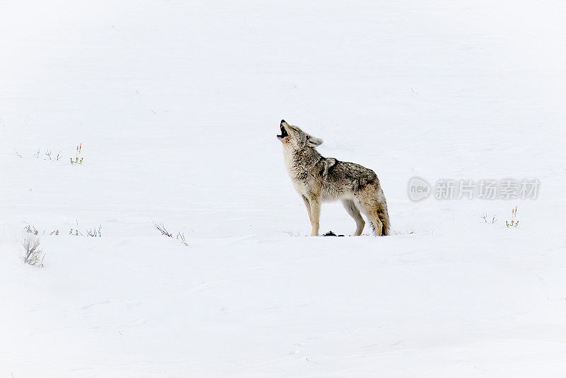 在北美美国西部的黄石生态系统中，土狼呼唤它的伴侣