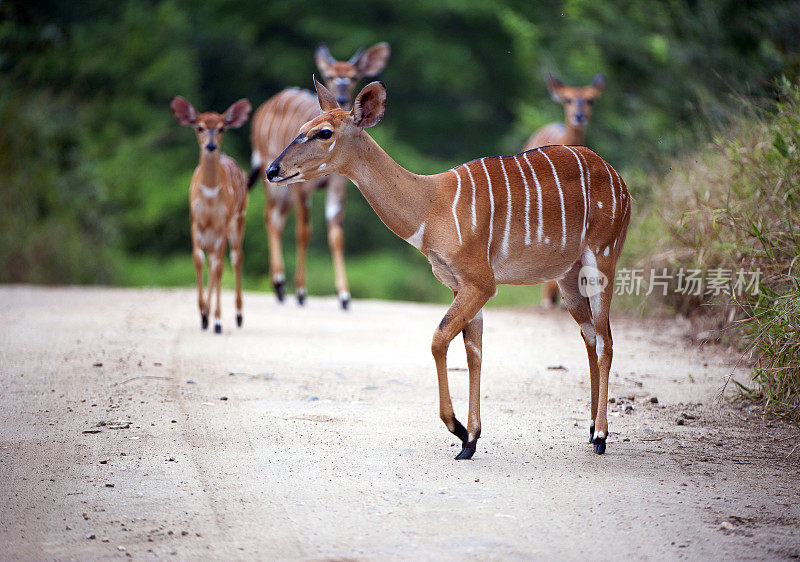 母羚羊和幼羚羊，马杰特野生动物保护区，马拉维，非洲