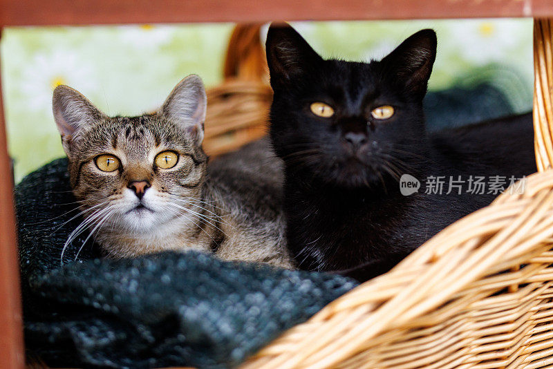 两只猫在阳台上的柳条篮子里