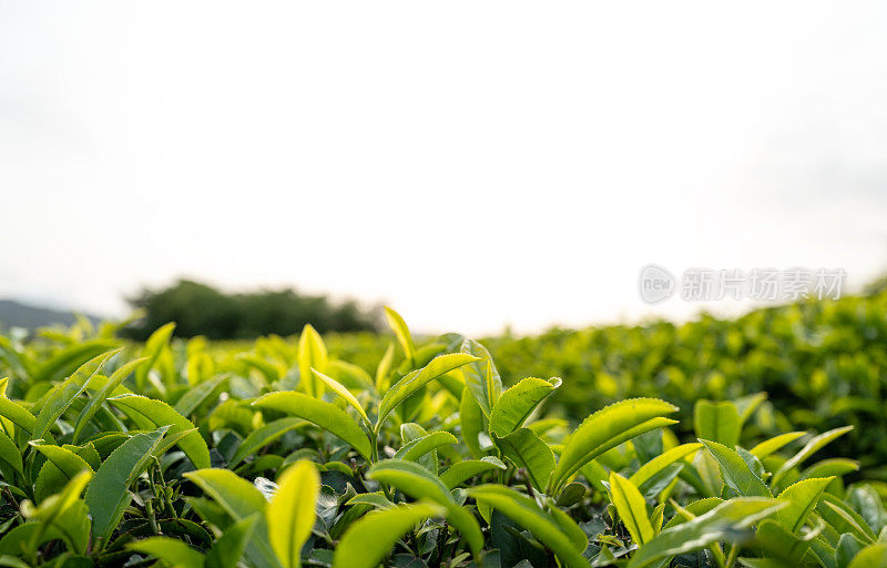 茶树嫩芽