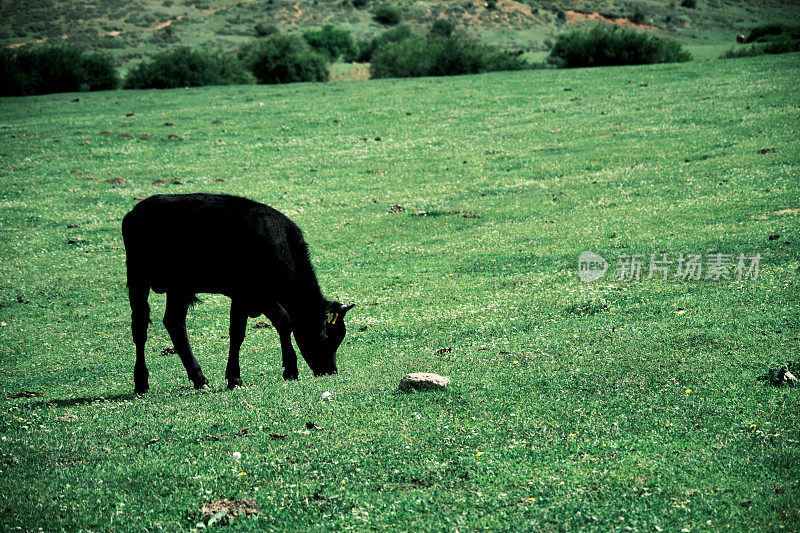 黑牛犊在山谷里吃草