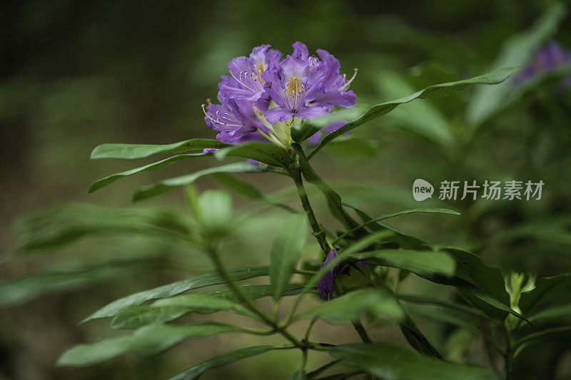 保护生物多样性。蓬杜鹃与森林经营。