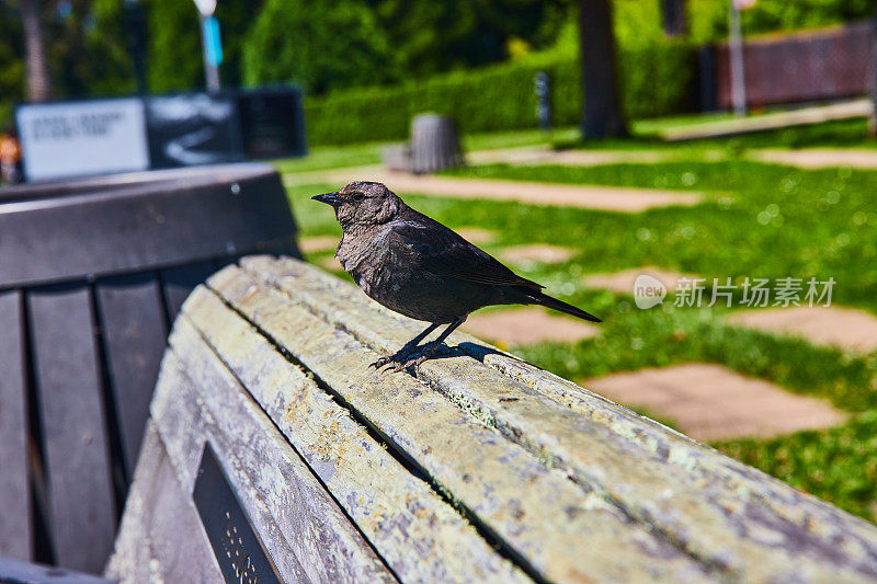 夏天，一只黑鸟站在木凳上，木凳上有模糊的公园背景