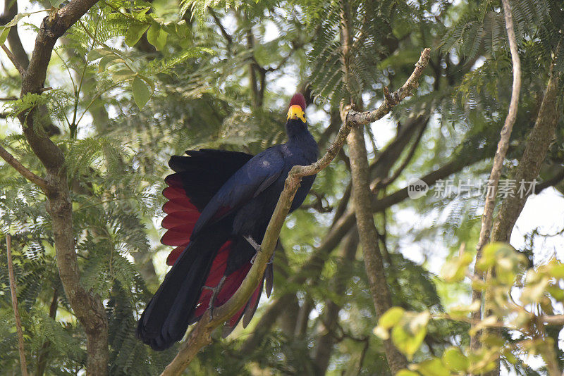 罗斯的Turaco