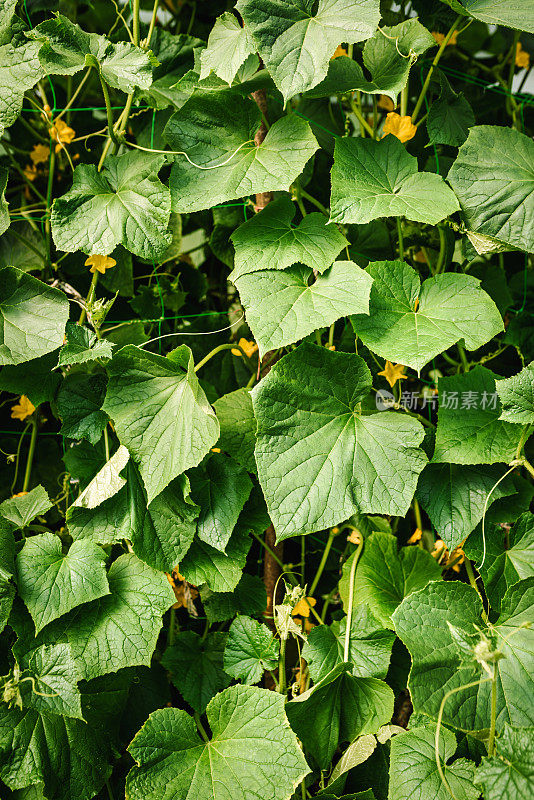 黄瓜的植物。黄瓜叶子。