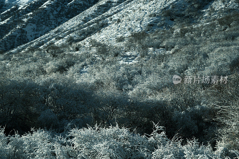 天山峡谷。被白霜覆盖的树木和灌木丛