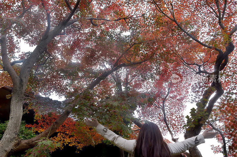 观赏秋色枫树的妇女