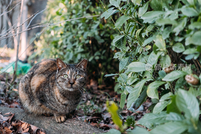 可爱的小猫坐在植物旁边