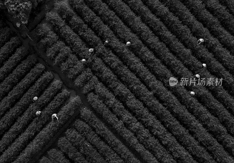 在天江省的辣椒地里收获辣椒的鸟瞰图