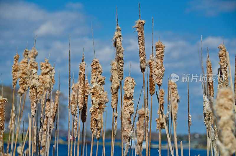 湖畔的香蒲