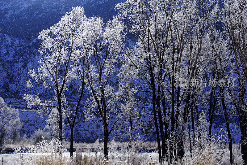 背光冰霜雪树冬季景观
