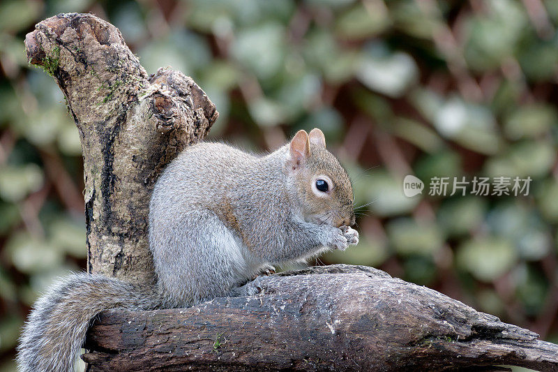 一只灰松鼠坐在木头上进食的特写