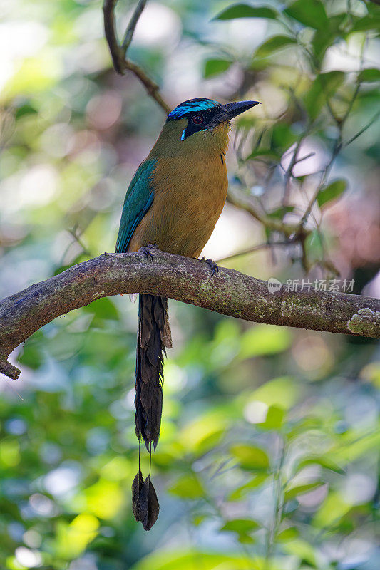 教训的Motmot