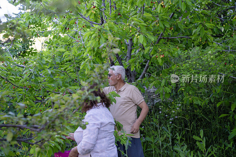 老夫妇从果树上摘樱桃的偷拍照片