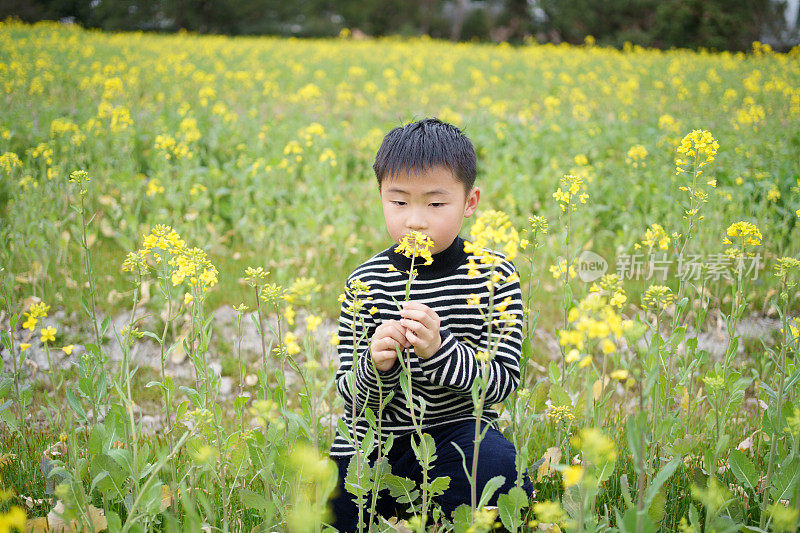 小男孩欣赏油菜花