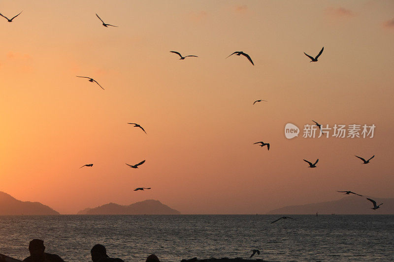 海鸥在波涛的怒吼中低飞