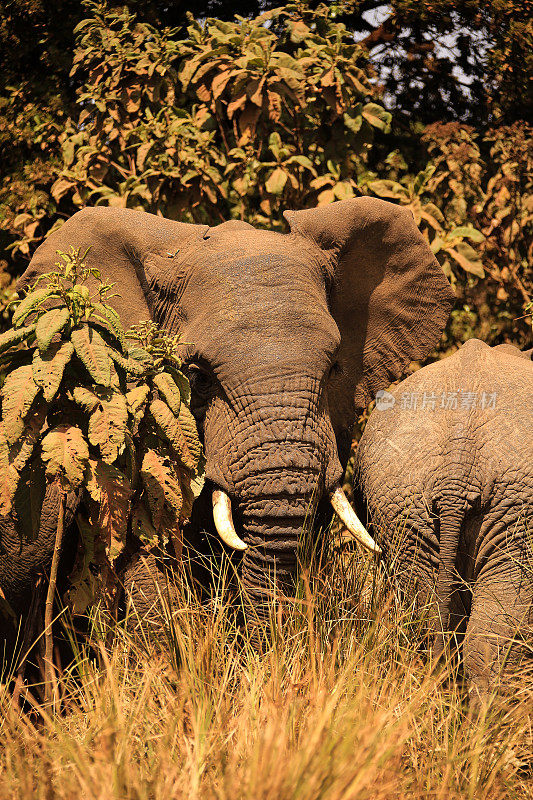 坦桑尼亚丛林中的非洲象