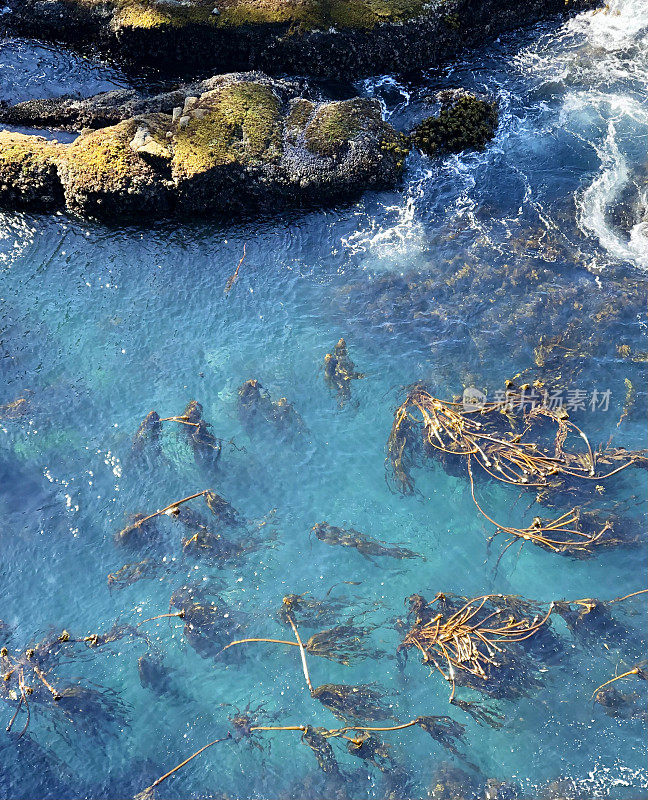 海洋、海带和岩石的鸟瞰图