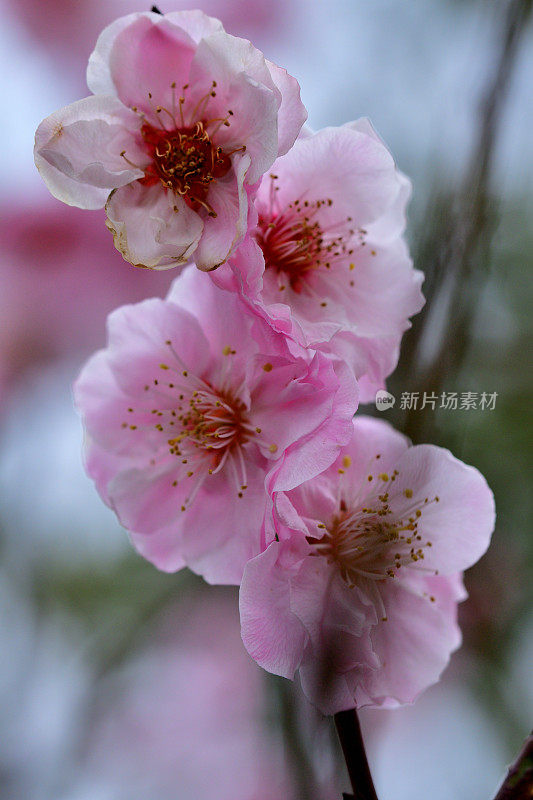 东京，日本公园里盛开的梅花