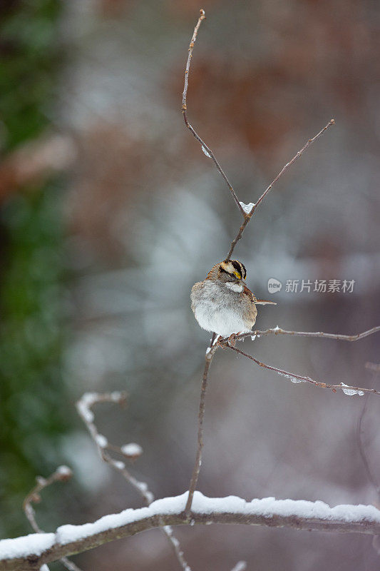 白喉麻雀栖息在白雪皑皑的树枝上