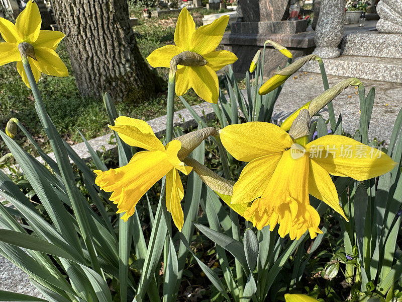 公共墓地墓碑上的水仙花