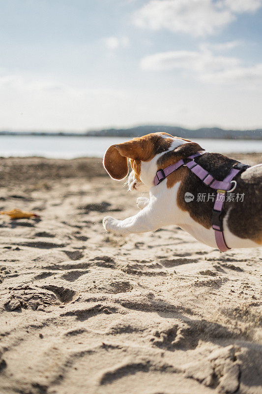 顽皮的小猎犬在沙滩上奔跑