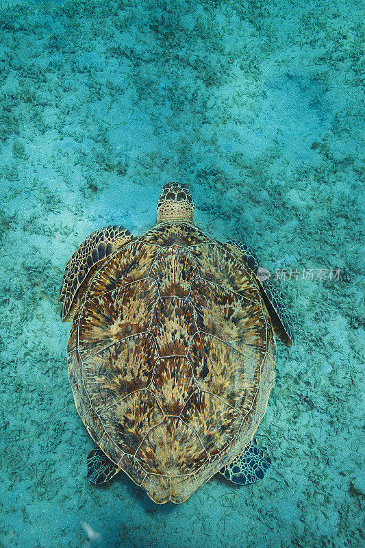 在水下探索和享受，绿海龟在沙底吃海草。海洋生物