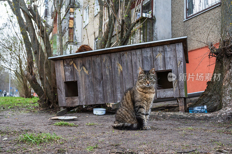 拉脱维亚里加肯加拉格斯区的一只流浪猫