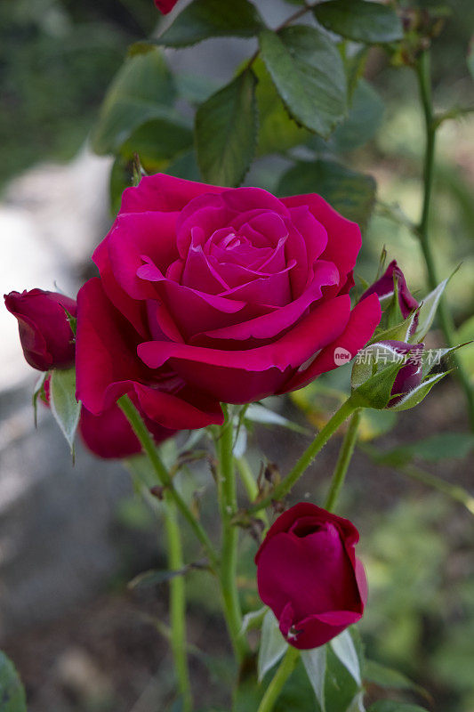 天鹅绒般的深红色玫瑰，周围有较小的花蕾，大而深红色，带紫色