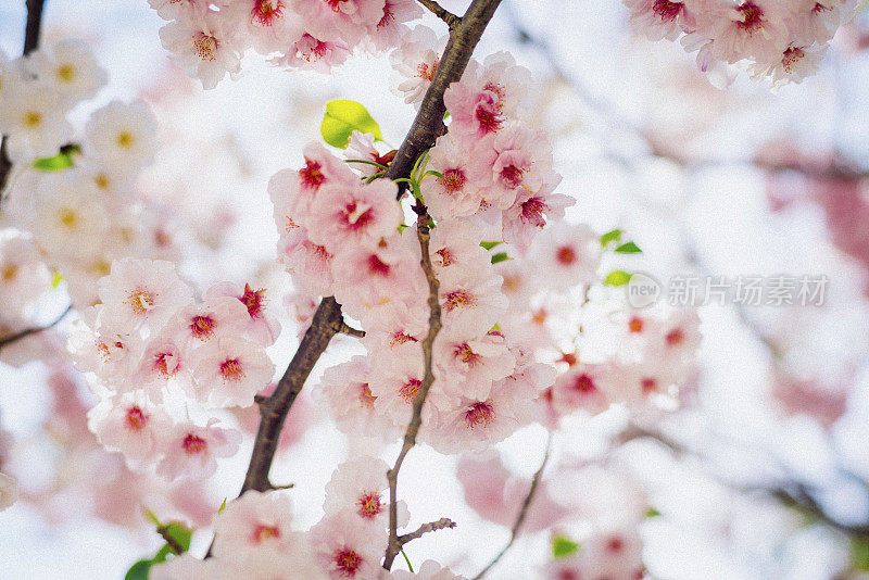 公园里的樱花。