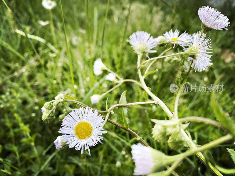 草地上的小白花