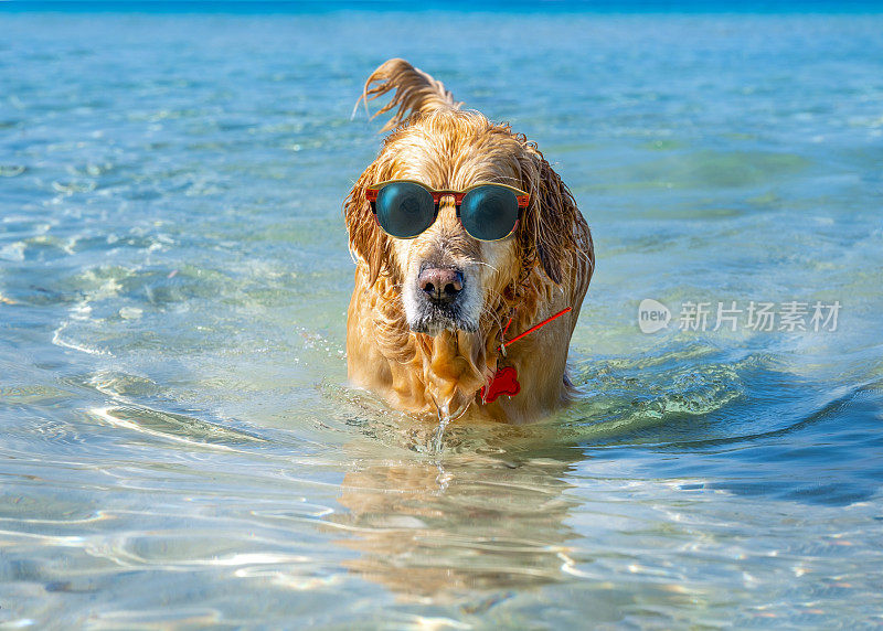 快乐的狗戴着太阳镜在炎热的夏日里在海里