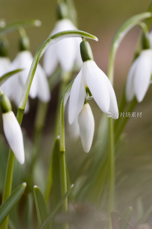 雪花莲