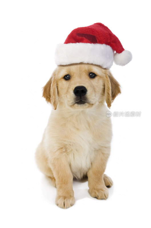 可爱的小狗戴着圣诞帽，白色的背景