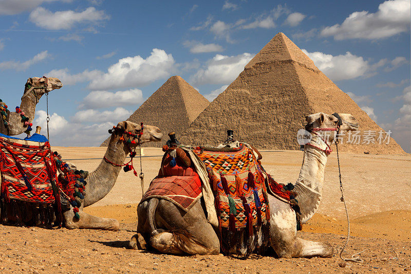 金字塔和骆驼