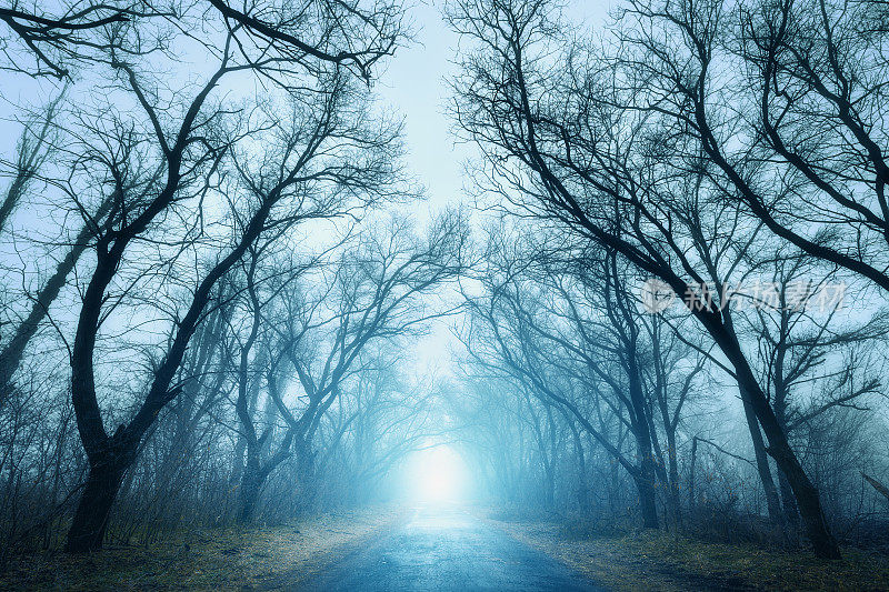 可怕神秘的森林与道路在秋天的雾