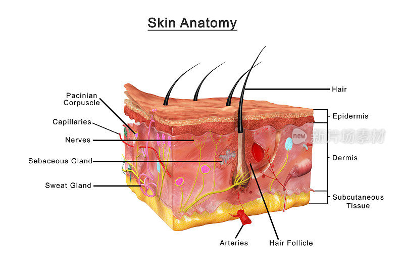 皮肤解剖学