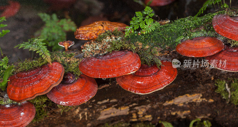 灵芝蘑菇在雨天