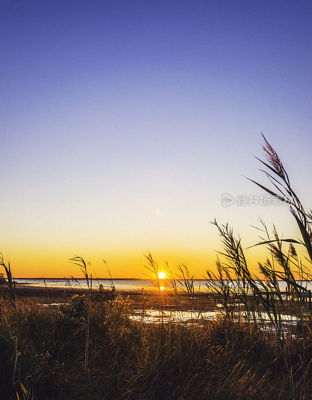 日出时海边海草的剪影