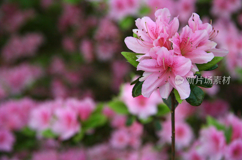 粉红色的杜鹃花