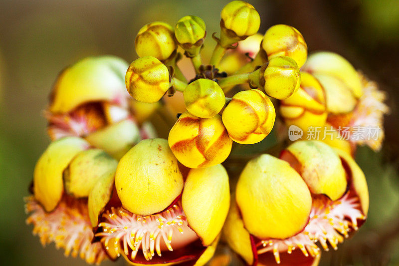 炮弹花的特写