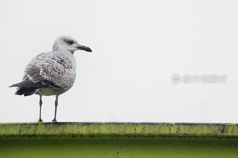 海鸥