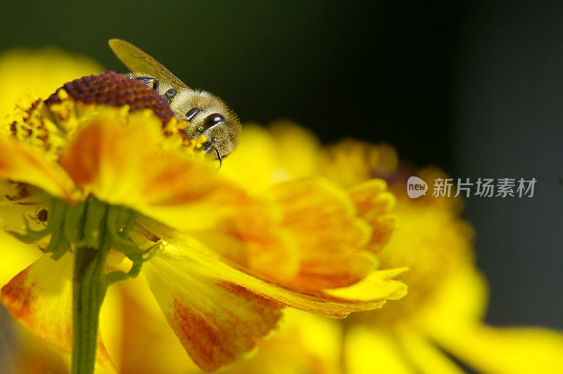 蜜蜂在黄色的阳光新娘上