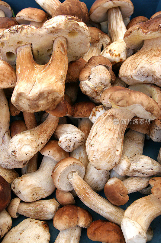 波尔奇尼蘑菇