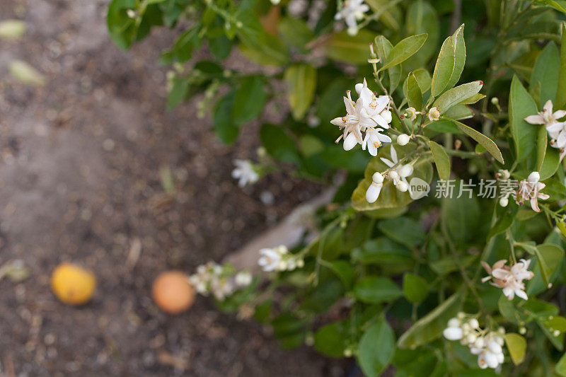 橙花的特写镜头