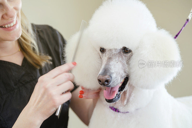 专业的狗美容师在宠物沙龙